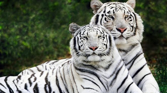 Petition Stop The White Tiger Exhibit From Coming To The Central WI State Fair Change