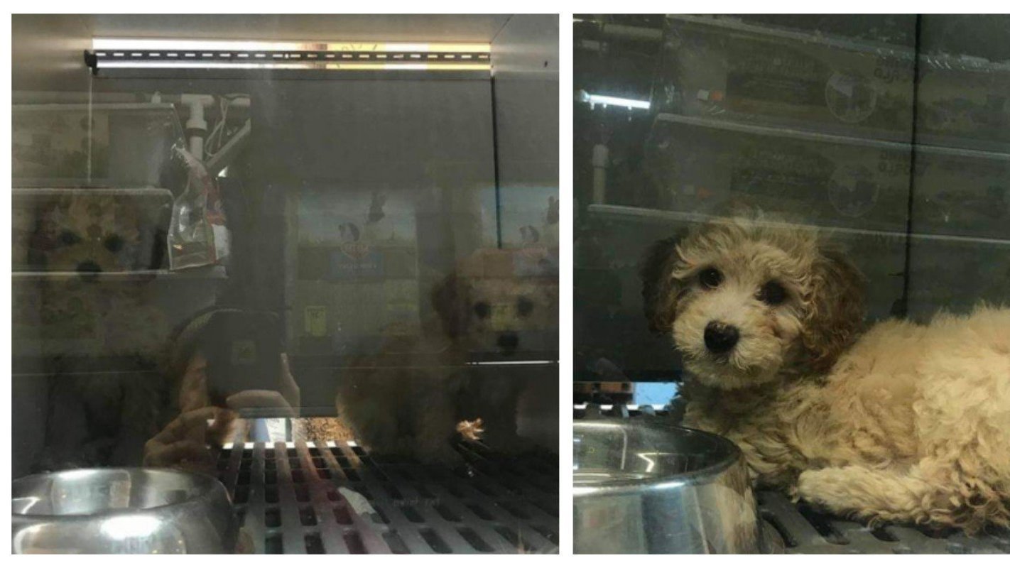Petition · SAVE the Orangeville, Ont. Doogan Pet Store Puppies