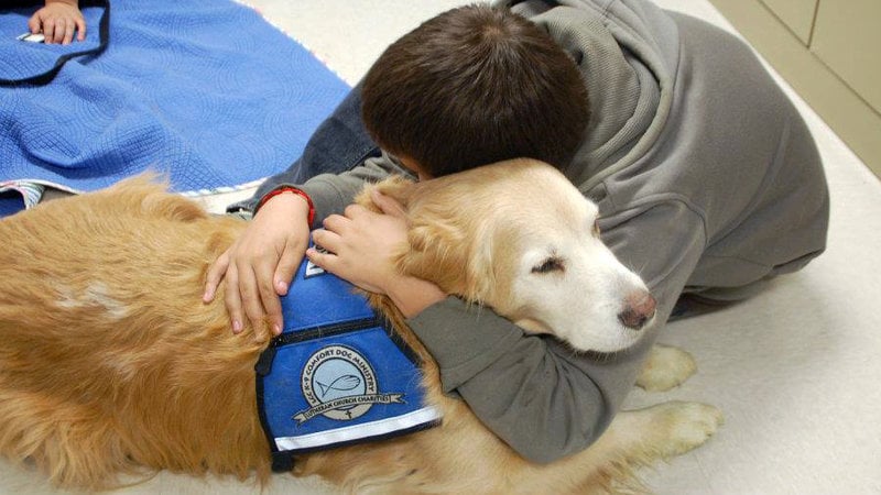 Petition President Fenves Full Time Therapy Dogs At Ut Cmhc Change Org