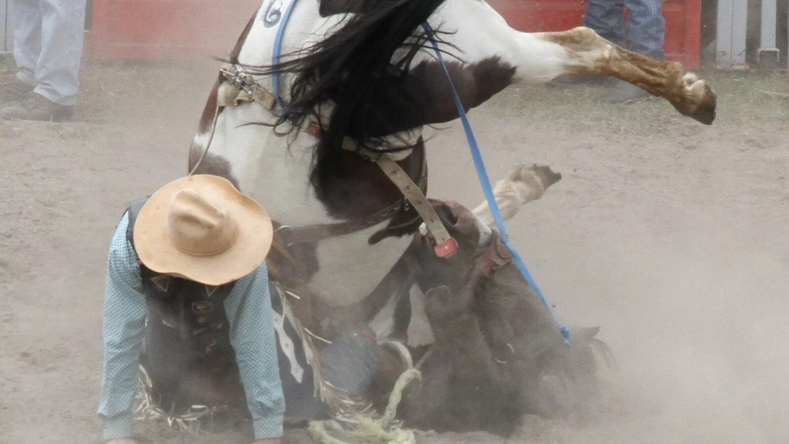 Petition · Ban Rodeos In New Zealand - New Zealand · Change.org