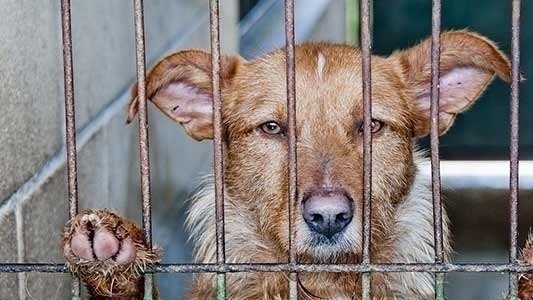 Pétition · La peine pour torture ou meurtre sur un animaux