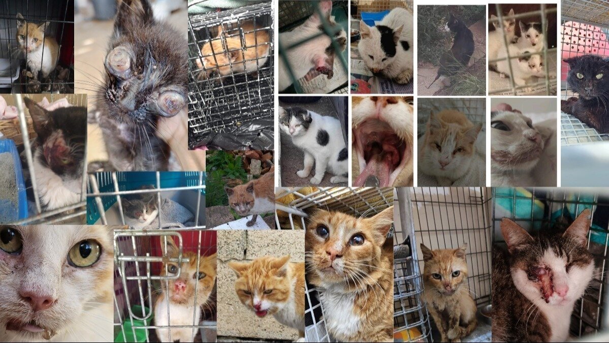 Petition · Setting up of a Recovery Area for Post Cat Neutering