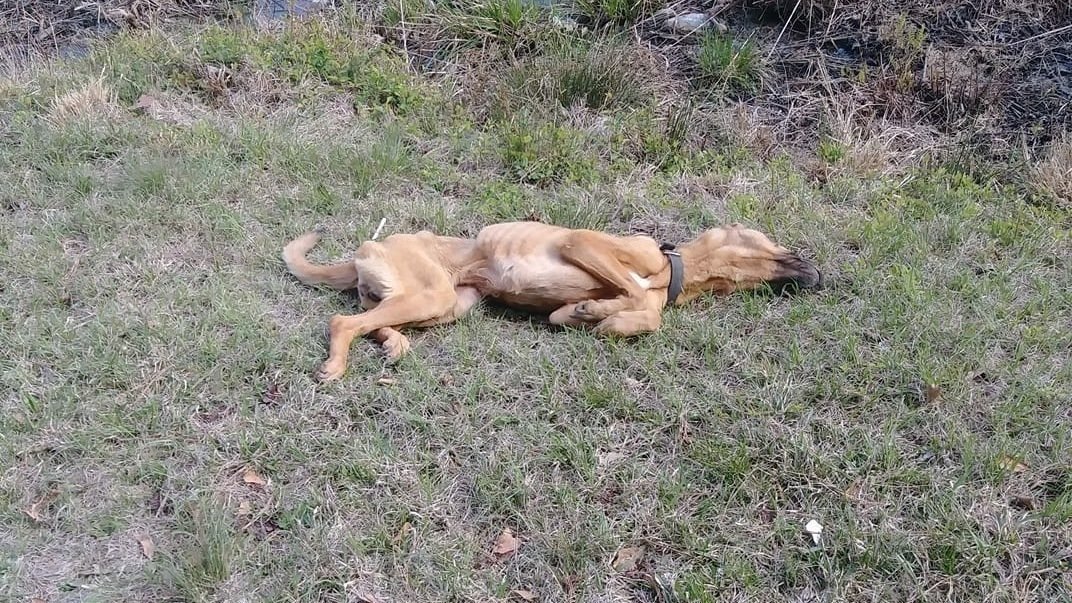 24 Hour Dead Animal Pick Up / Best Dead Wolf Stock Photos, Pictures