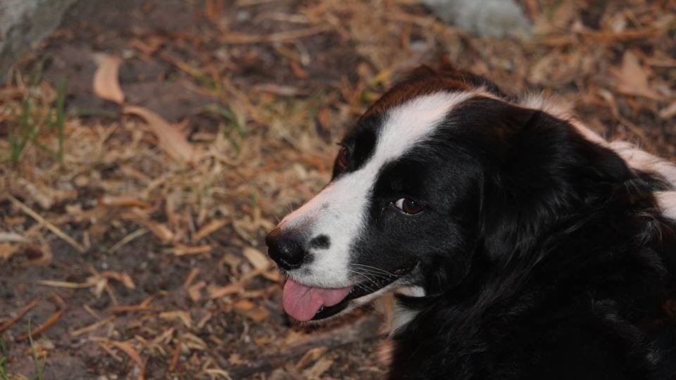 Petition CHANGE THE DOG LAWS IN WEST AUSTRALIA Change