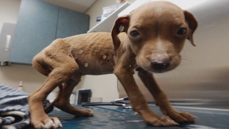Petition · BAN BACKYARD BREEDING - United Kingdom · Change.org