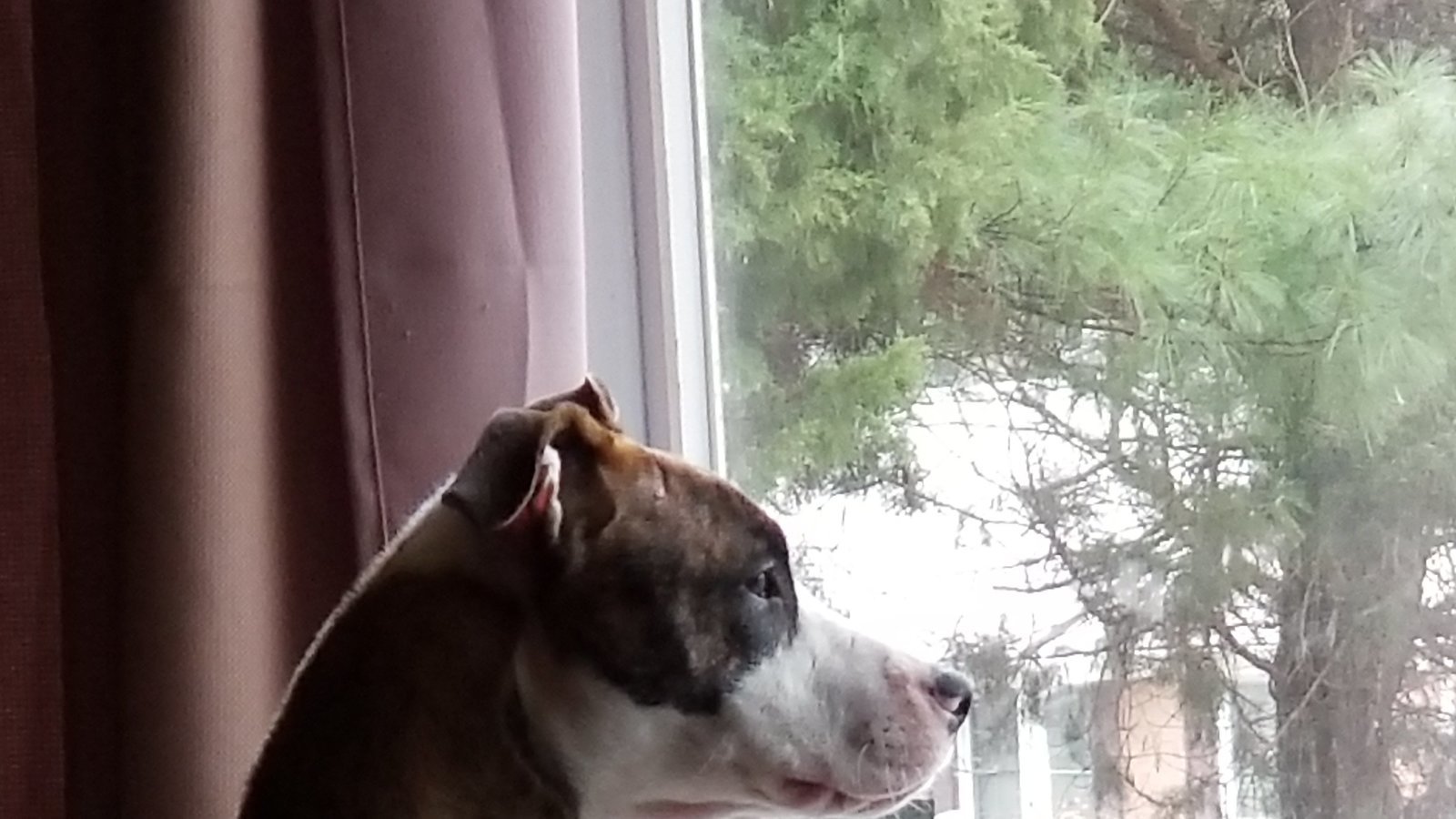 Petition · Dog abuser registration - United States · Change.org