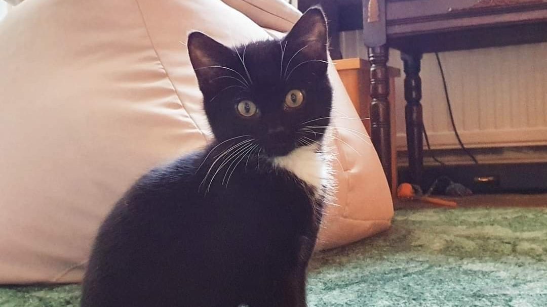 Petition · Make it a legal requirement that ALL nonregistered breeders