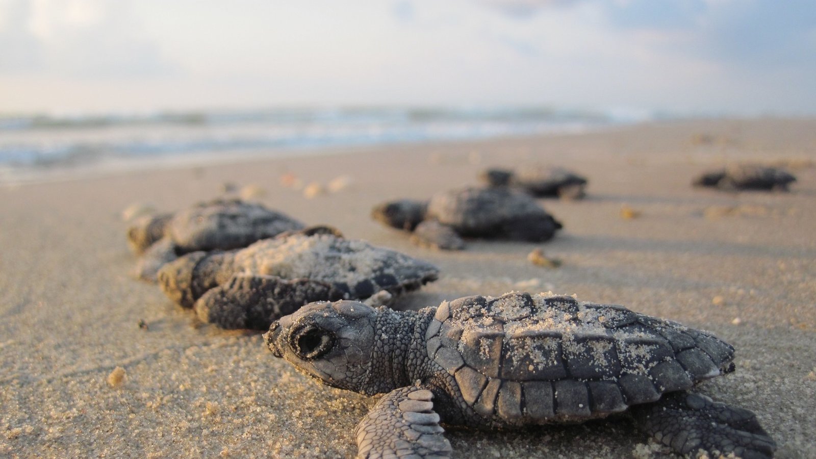 Petici n Protejamos Xcacel Xcacelito Santuario De La Tortuga Marina 