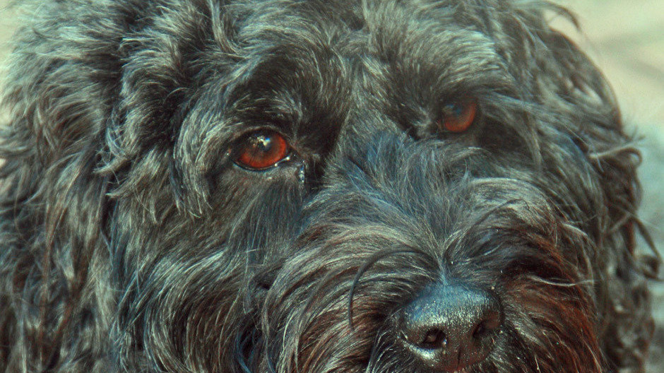 Petition · Support immediate regulation of Australian Pet Food