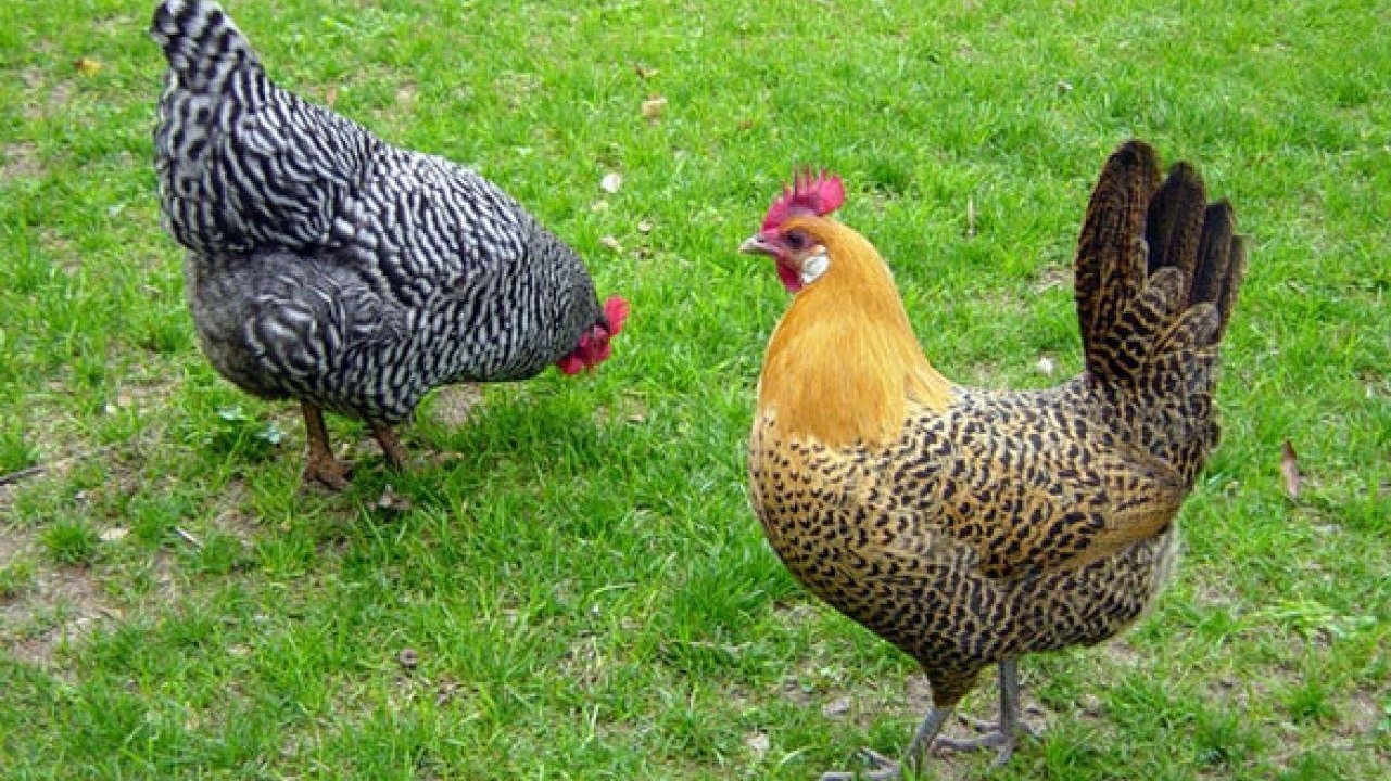 Petition · Adopt an ordinance in Logan Twp., PA to allow backyard