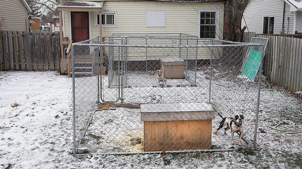 Petition · Save dogs living outside 24/7, get them taken away & sent to ...