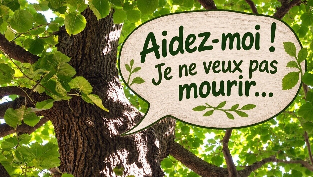 Pétition · 🌳 URGENCE À NICE : sauvons un tilleul centenaire avant qu'il ...