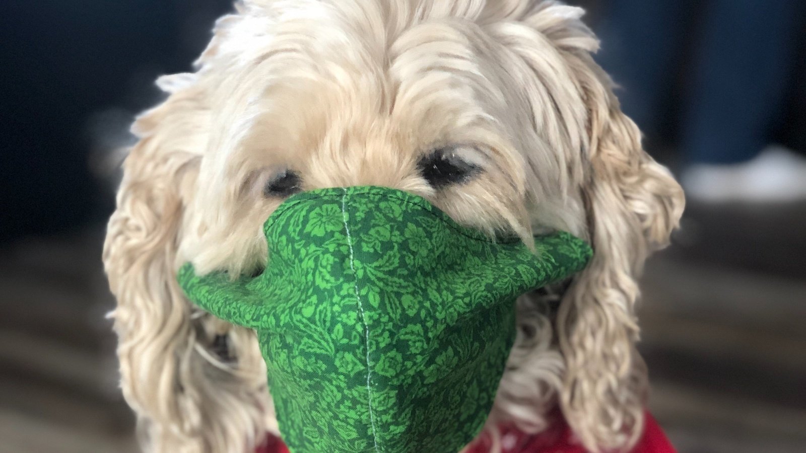 Petition · Mandatory order to wear a Mask in public places during COVID