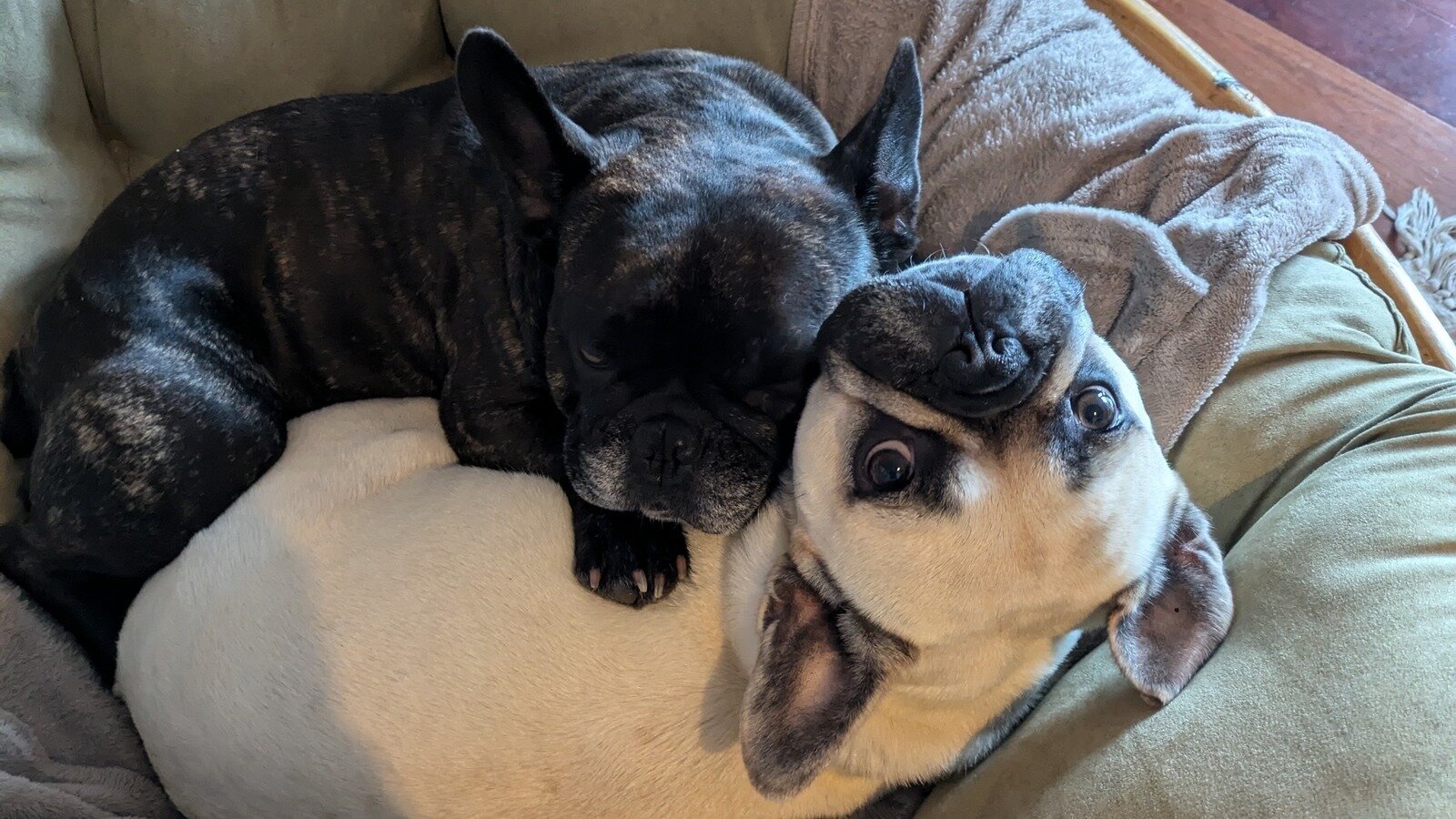 Petition · Help to Implement Mandatory Disclosure on labeling for ...