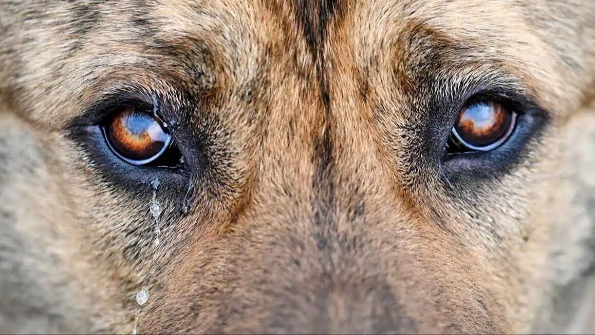 Petition · Advocating to Stop Animal Abuse in Every Community ...