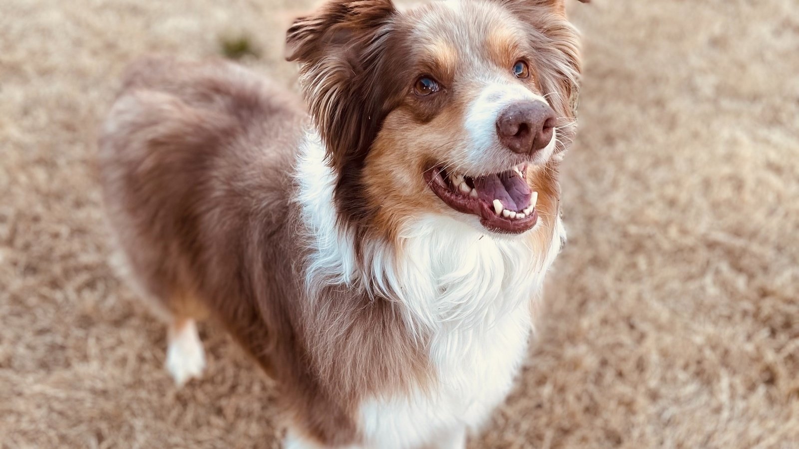 Will Ibuprofen Kill My Dog