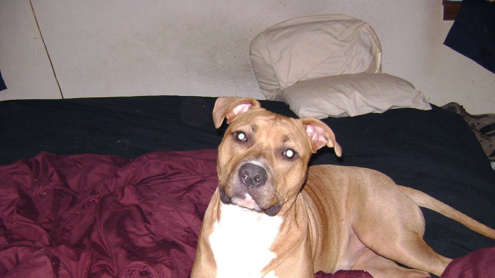 Petition · Lift the ban on Pit Bulls in Missouri ·