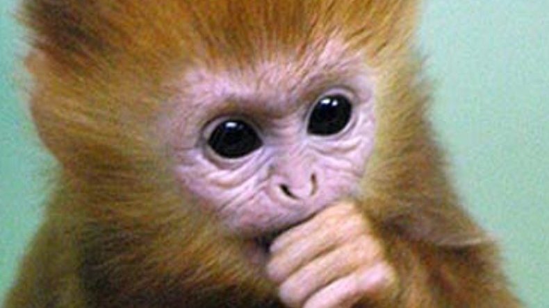 Petition · Legalize Pet Monkeys in New Jersey - United States · Change.org