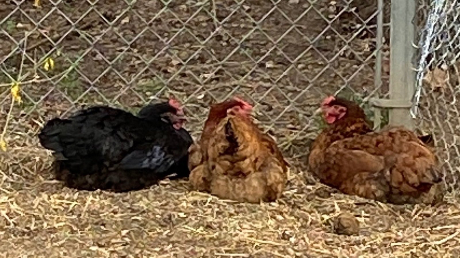Petition · Backyard chickens change ordinance 505 . 09 United States