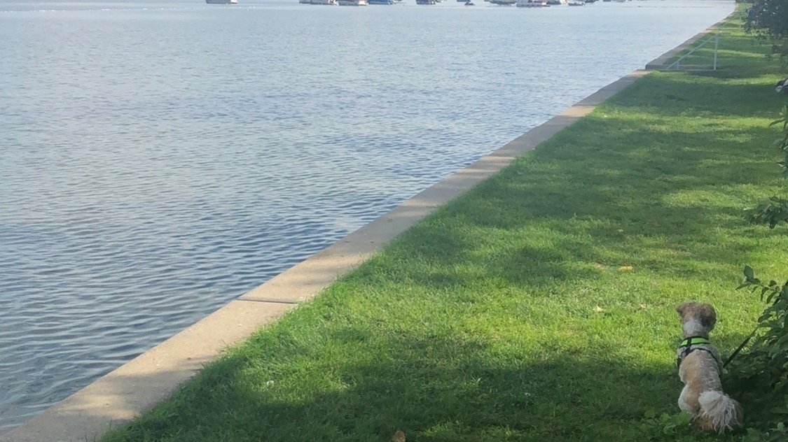 Petition · Make Sylvan Lake dog friendly Canada ·