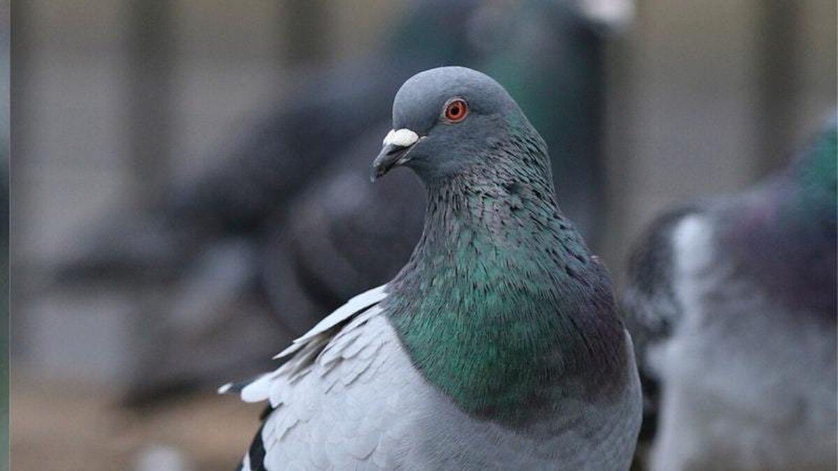 Petition · Rights to be a bird Australia ·