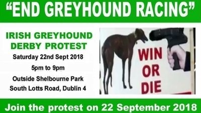 shelbourne dog racing tonight