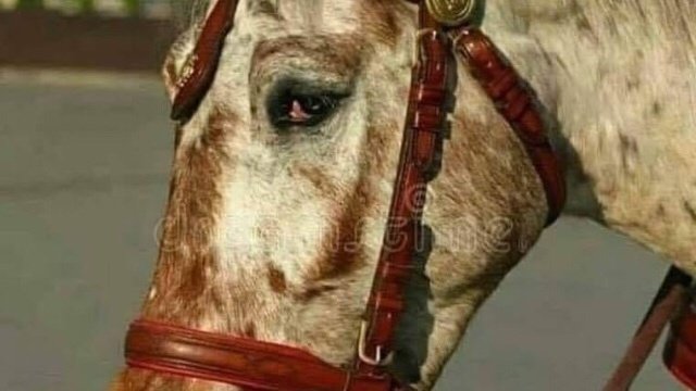 Petition · Stop inhuman treatment of horses , elephants for rides and ...