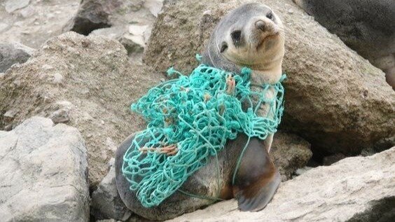 Petition Save Our Oceans From Pollution Australia Change Org Petition Save Our Oceans From Pollution Australia Change Org