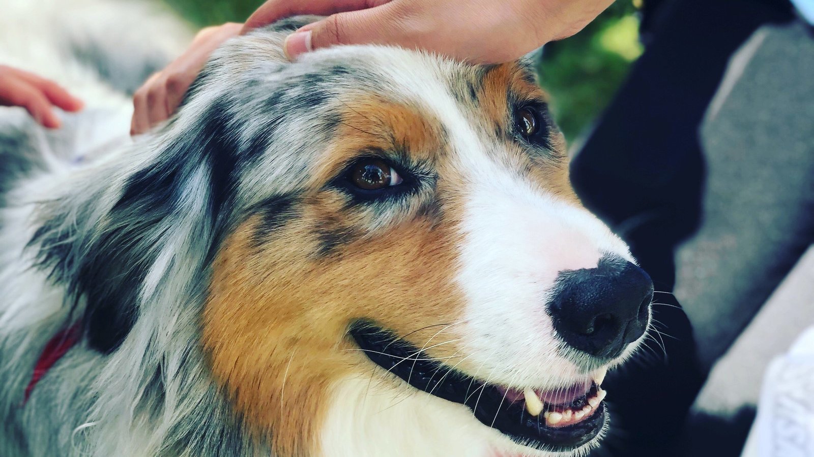 Petition · Make Fireworks Illegal In California United States