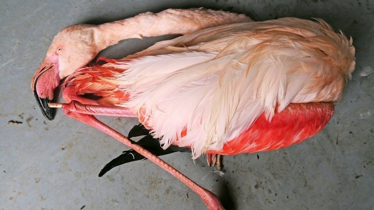 Petition · save birdsban rubber bands India ·