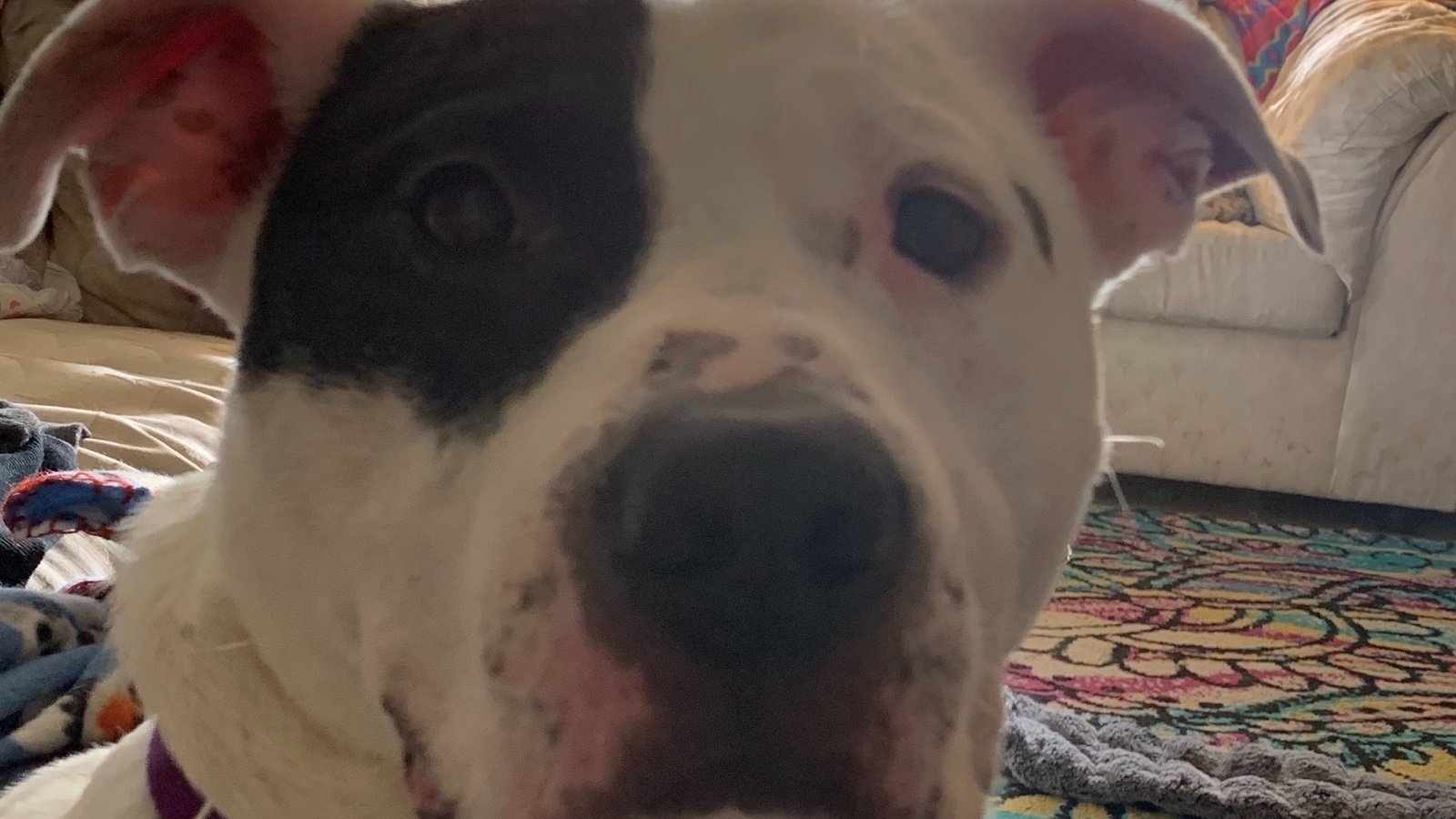 Petition · Criminalize backyard breeding United States ·