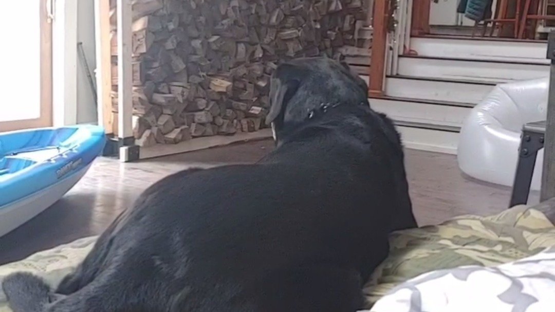 Petition · Get Rid Of Kill Shelters United States ·