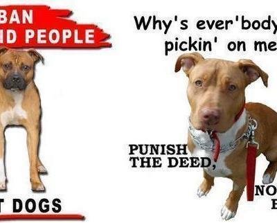 Peion Tell Texas Not To Ban Pitbulls Say No Justin S Law Tell Texas Not To Ban Pitbulls Say No