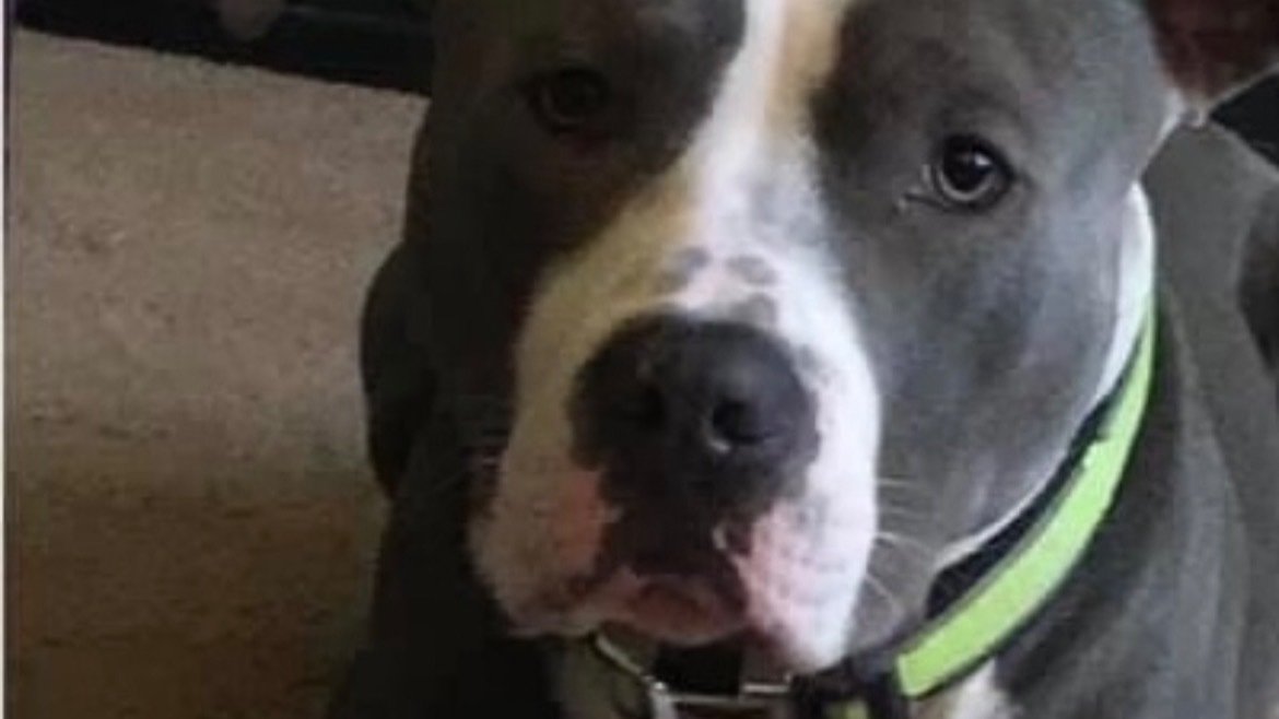 Petition · Breed Ban in Allison United States ·