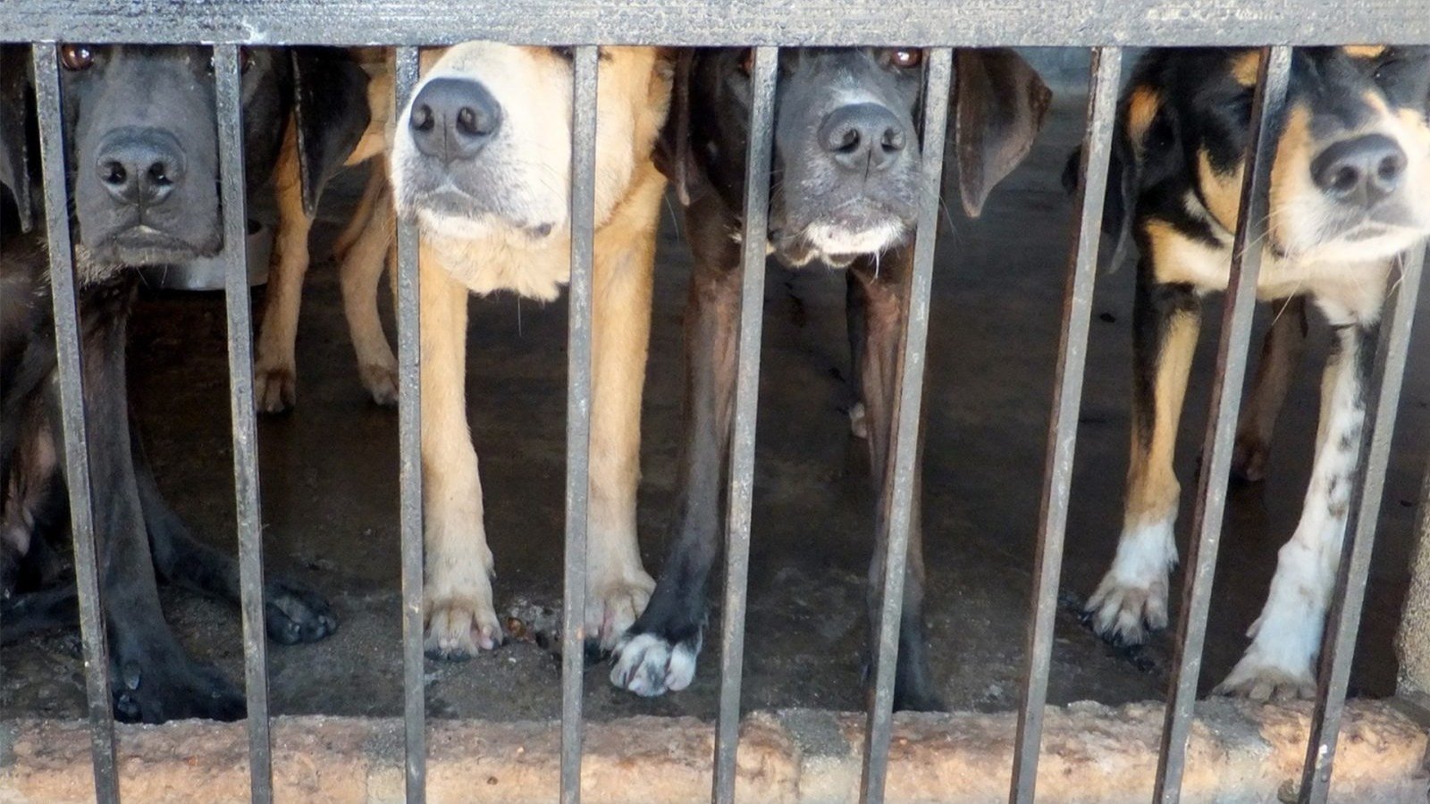 Petition · MARIKINA ANIMAL SHELTER Stop impounding and euthanizing