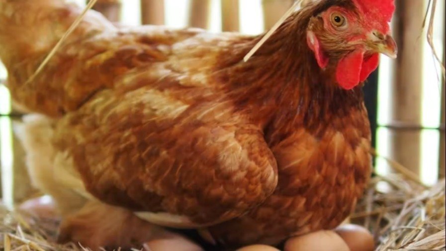 Petition · Allow Chickens for food purposes... ·