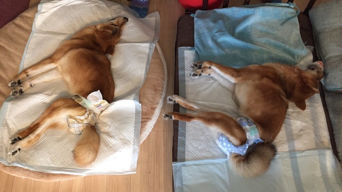 フォックス博士のペット相談室 犬