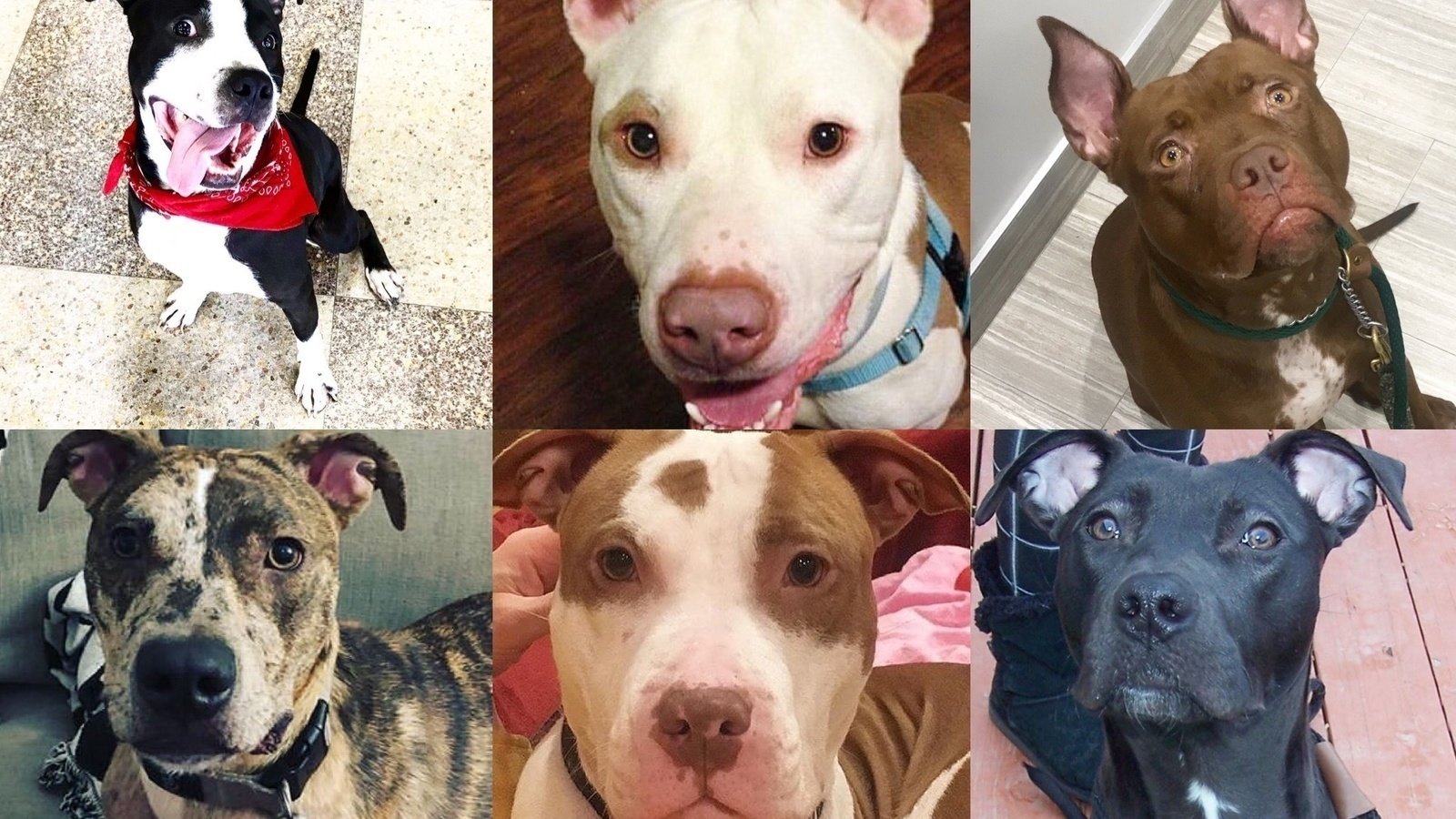 Petition · Let Philly Bully Team Save Philly Dogs! ·