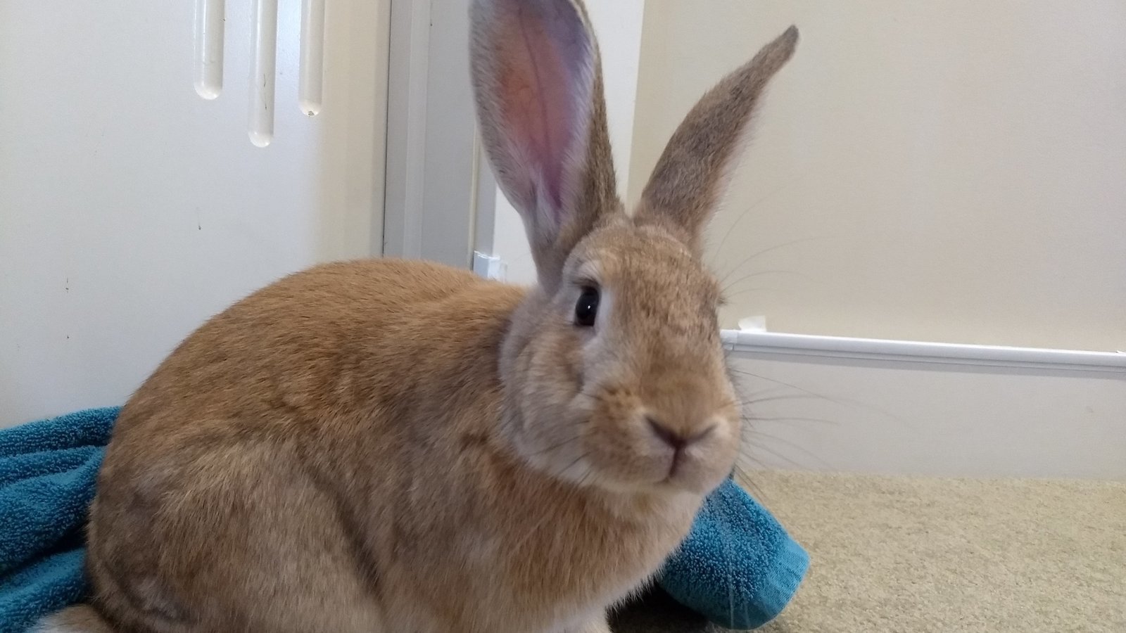 Petition · Petition pet stores to stop selling products that are