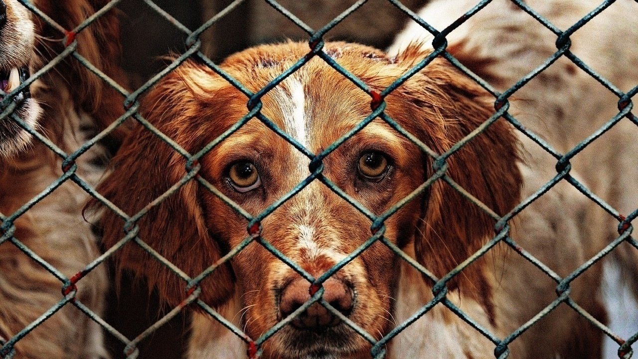 Petition · Make all shelters be no kill shelters United States