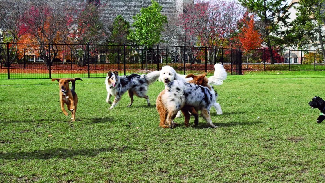 Petition · OffLeash Dog Park for Wentworth Point Australia ·