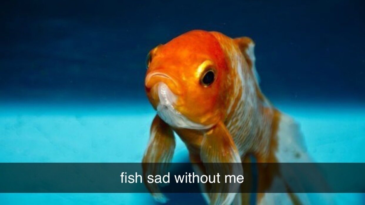 Petition · Let Ava dreghorn have a pet fish ·