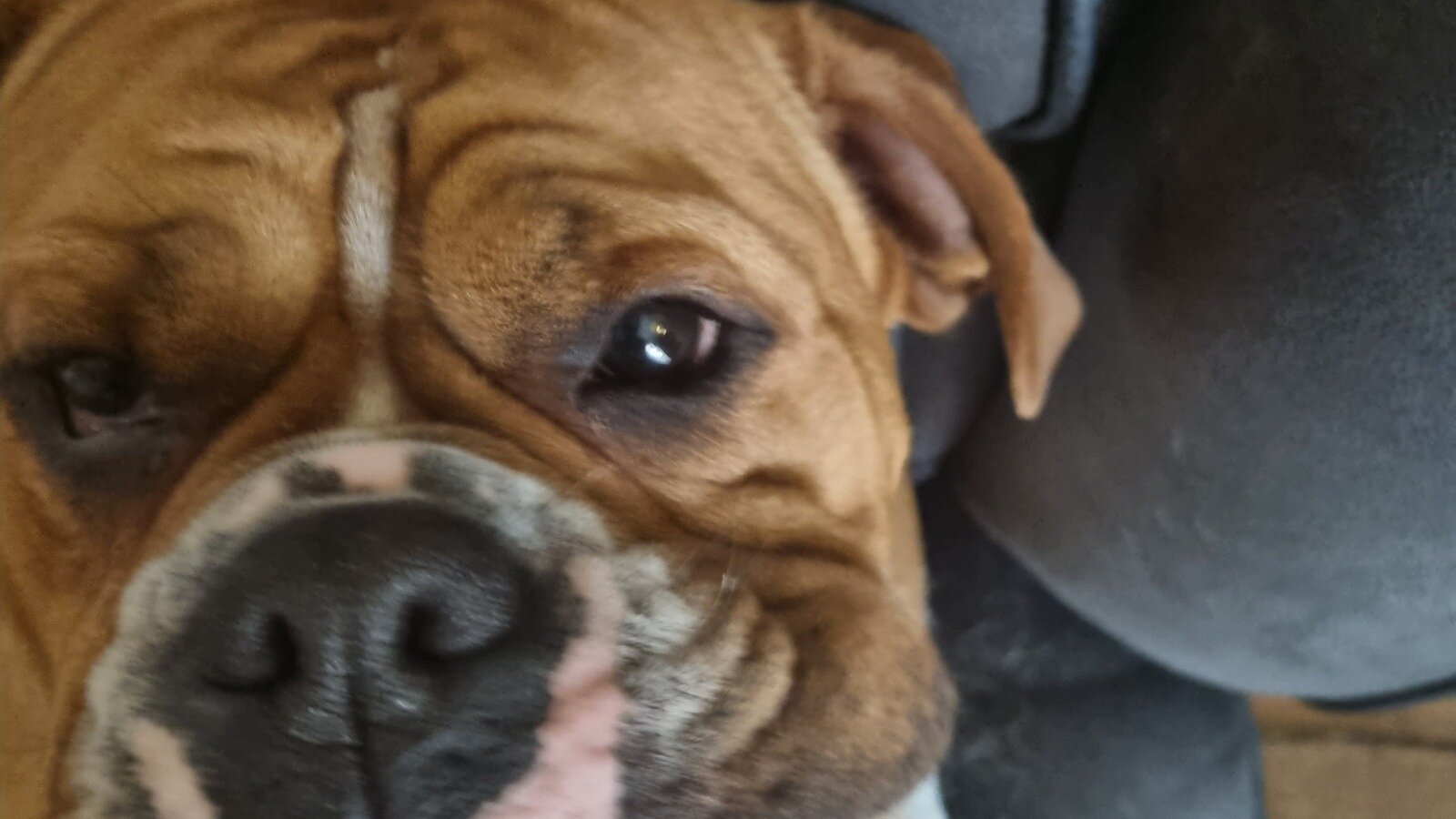 Petition · stop my dogs being put to sleep United Kingdom ·