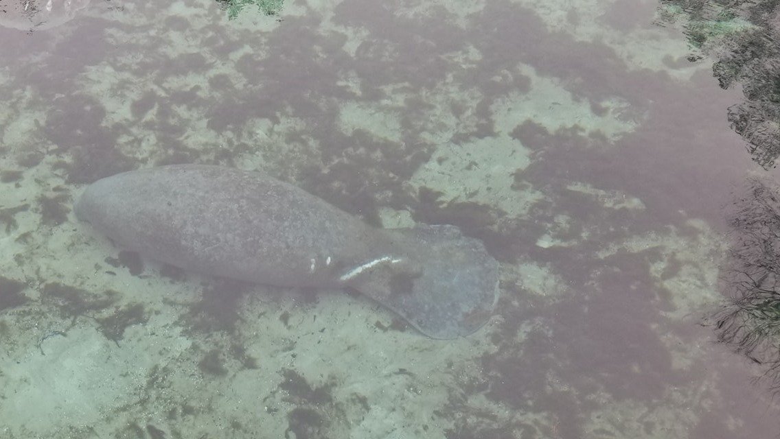 Petition · Tell FWC to feed the starving Florida manatees harvested