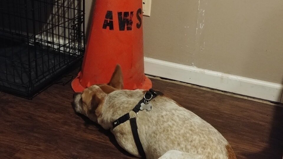 Petition · Demand Apple to Include a Traffic Cone Emoji in Their