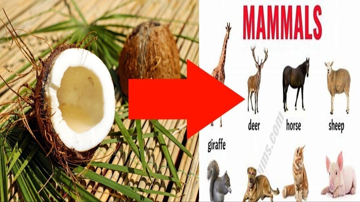 Pétition · Coconut should be mammals France ·