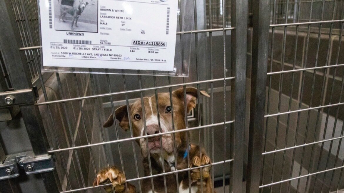 Petition · To shut down, kill shelters for animals United States