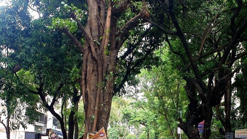 Petition · Save the Marian colony green cover India ·