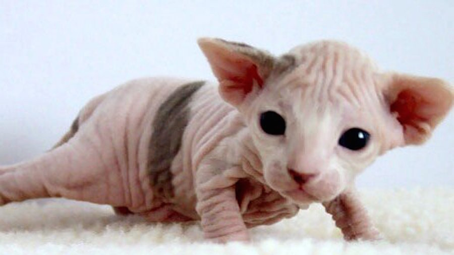 Petition Justice For Kitten Plucked Bald In Hairless Sphynx Scam Change Org