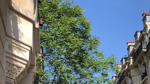 Pétition · SAUVEZ L'ARBRE CENTENAIRE RUE EUGÈNE MANUEL PARIS 16ÈME ...